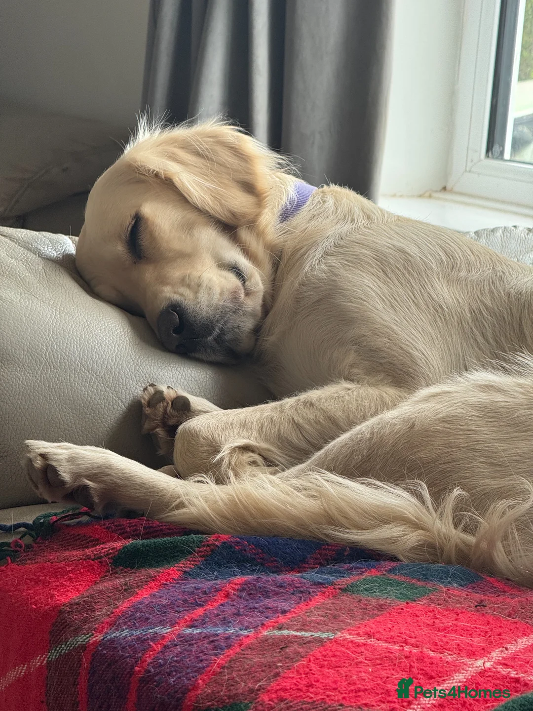 Golden Retriever dogs for sale: Lily- Golden Retriever Cream - Advert 2