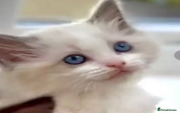 Ragdoll cats for sale: Cheshire ragdoll kittens in Leicester - Image 2