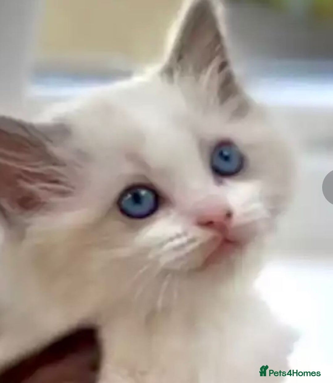 Ragdoll cats for sale: Cheshire ragdoll kittens in Leicester - Image 2