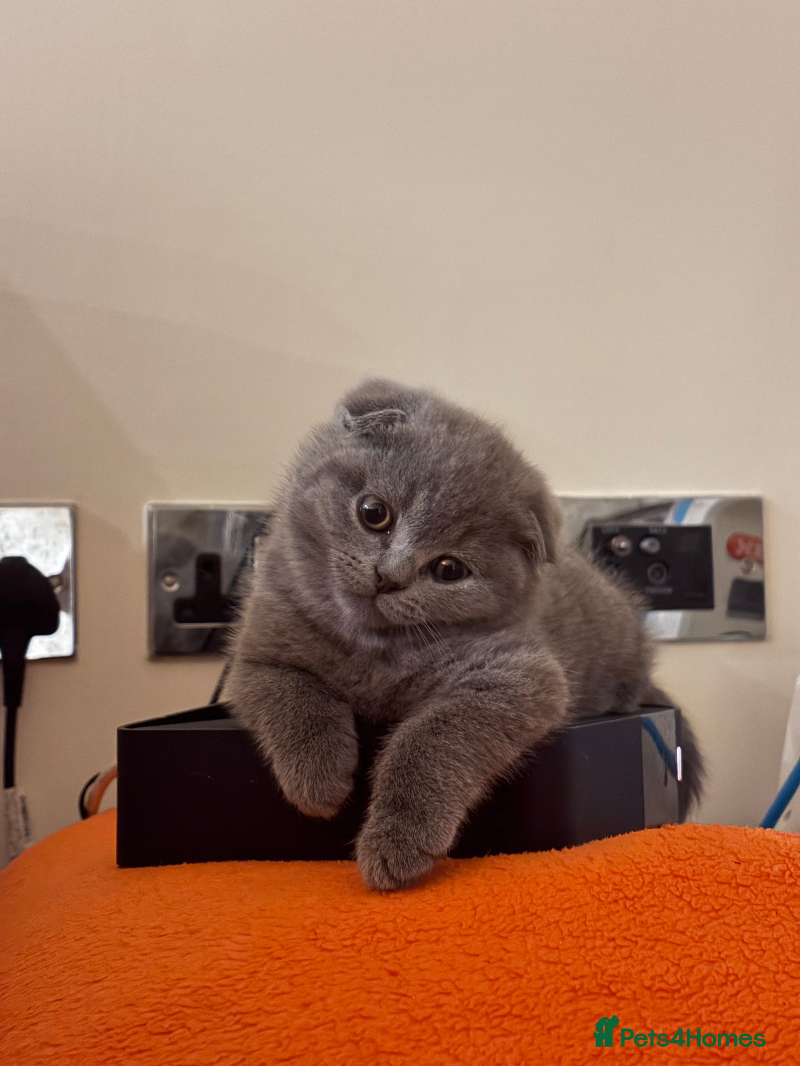 British Shorthair cats 4 beautiful British shorthair kittens - Advert 1