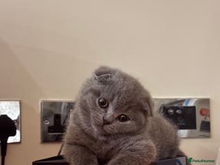 British Shorthair cats 4 beautiful British shorthair kittens - Advert 1