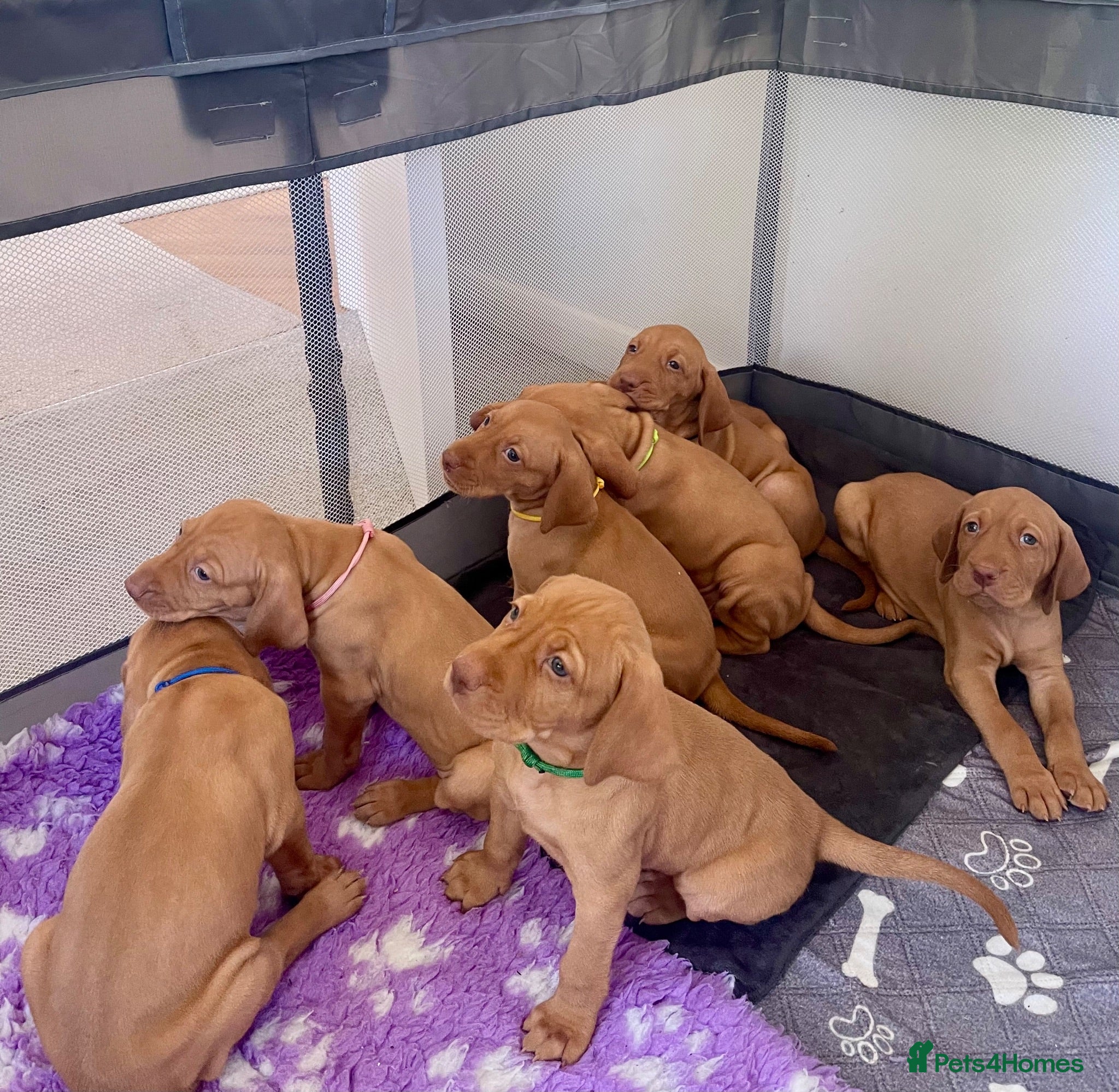 Hungarian Vizsla dogs Hungarian vizsla puppies  - Advert 1