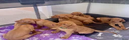 Hungarian Vizsla dogs for sale: Hungarian vizsla puppies 3 boys Ready now  - Advert 14