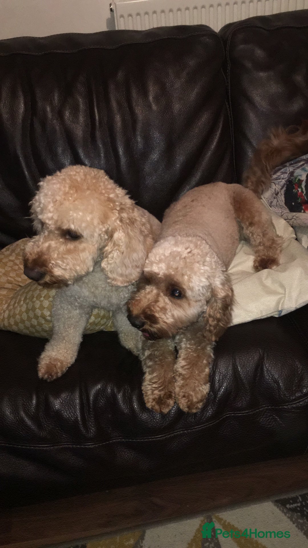 Cavapoo dogs for sale: Beautiful Cavapoo Puppies – 7 Girls & 4 Boys  - Image 13