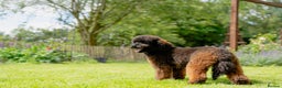 Miniature Poodle dogs for stud: KC Agouti Phantom Miniature Poodle for Stud in Bury Saint Edmunds - Advert 4