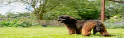 Miniature Poodle dogs for stud: KC Agouti Phantom Miniature Poodle for Stud in Bury Saint Edmunds - Advert 4