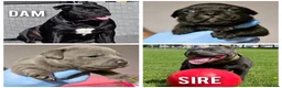 Staffordshire Bull Terrier dogs for sale: Kc champion lined Staffordshire bull terrier pupps - Advert 1