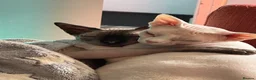 Sphynx cats for sale: Sphinx - Advert 3