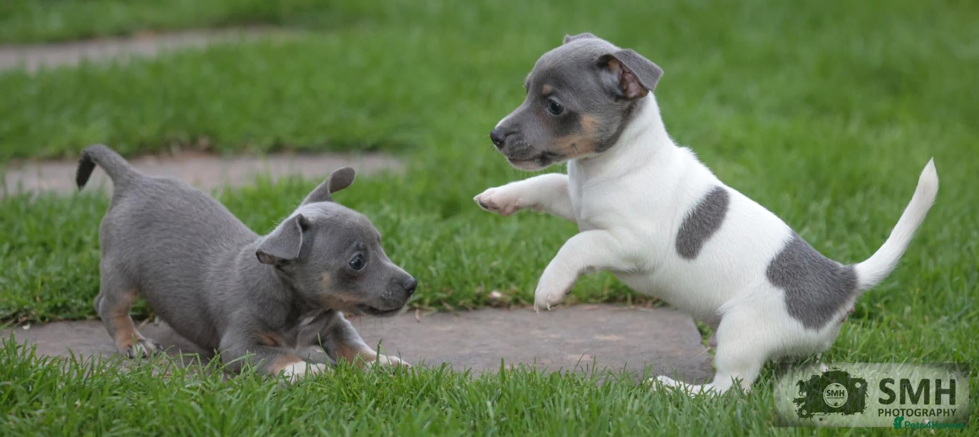Jack Russell dogs Beautiful baby jack russells ready now - Advert 1