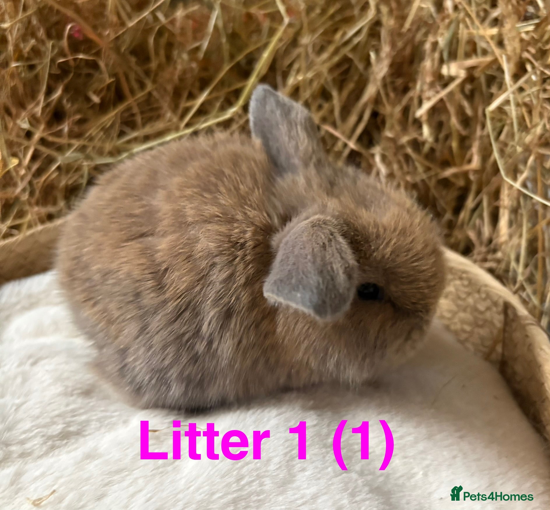 Mini Lop rabbits Mini lops for sale - Advert 5