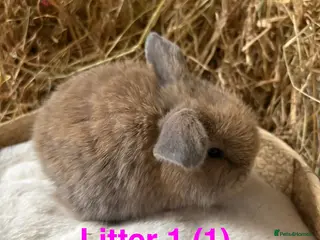 Mini Lop rabbits Mini lops for sale - Advert 5
