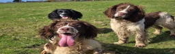 English Springer Spaniel dogs for sale: ⭐️ KC Home Reared Tested Springer Pups ⭐️ - Advert 19