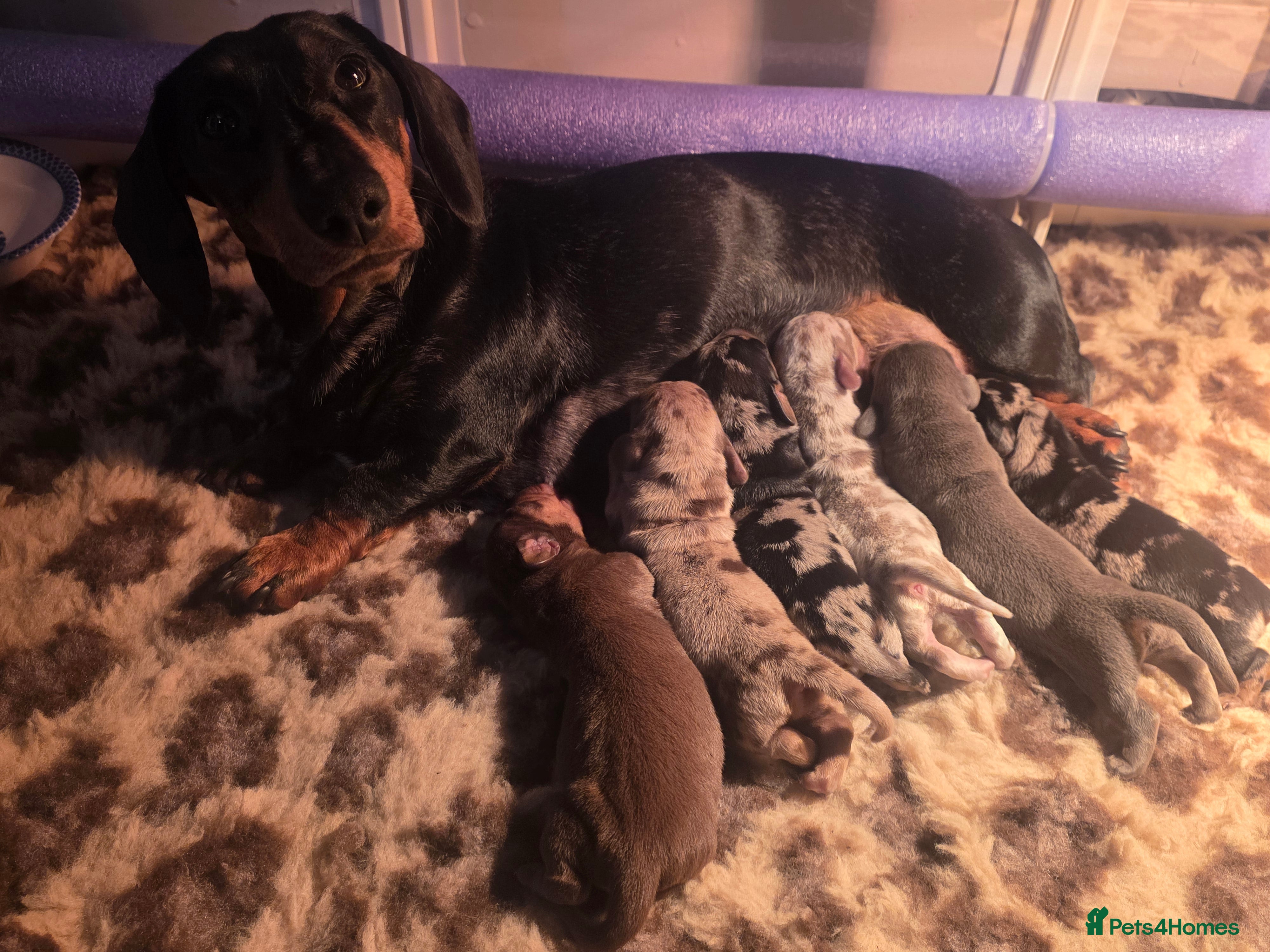 Miniature Dachshund dogs Miniature dachshund puppies  - Advert 2