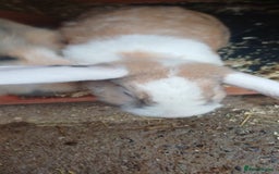 English Lop rabbits for sale: Female rabbits hutches included - Image 2