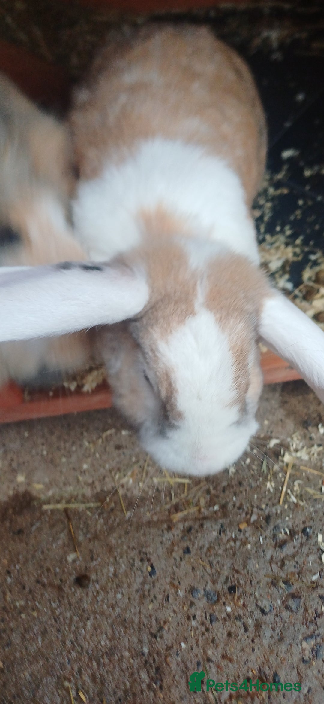English Lop rabbits for sale: Female rabbits hutches included - Image 2