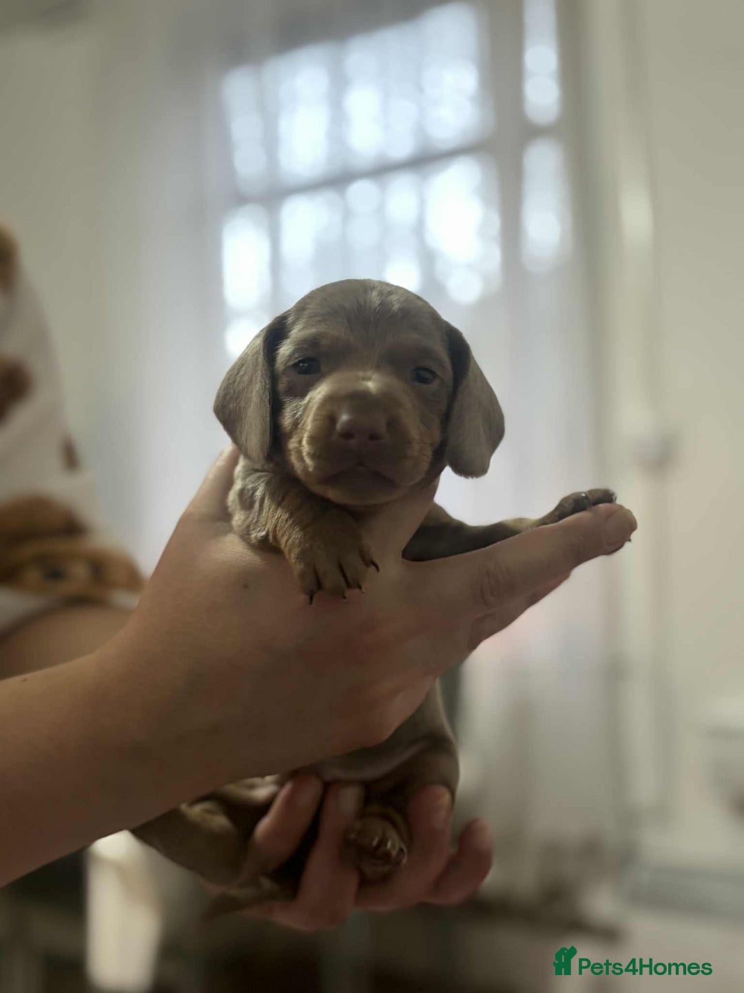 Miniature Dachshund dogs for sale: 6 Beautifull mini dachshunds - Advert 16