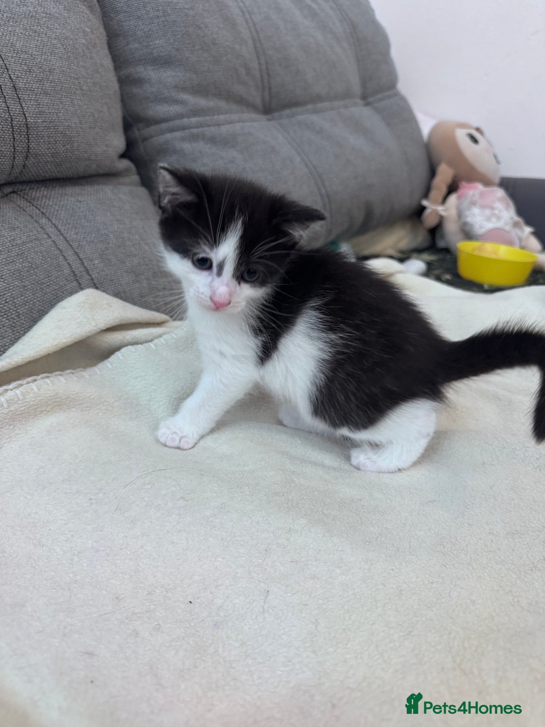 Mixed Breed cats for sale: Beautiful kittens looking new home 🐱🧡 - Advert 11