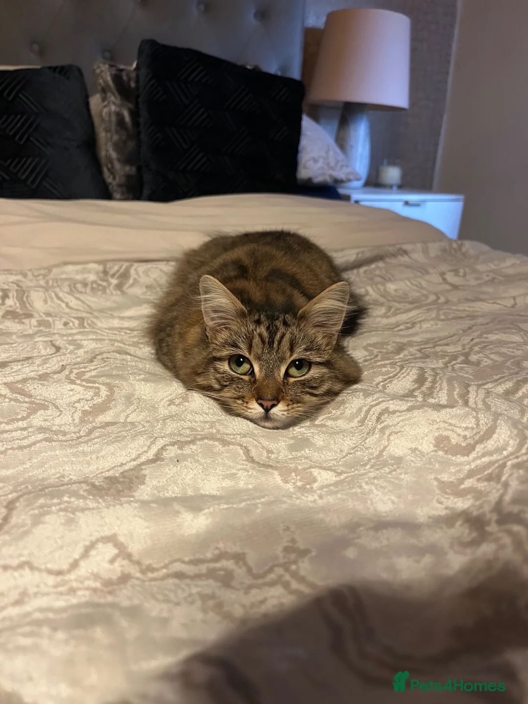 Domestic Shorthair cats for sale: 2 year old cat for rehoming - Advert 2