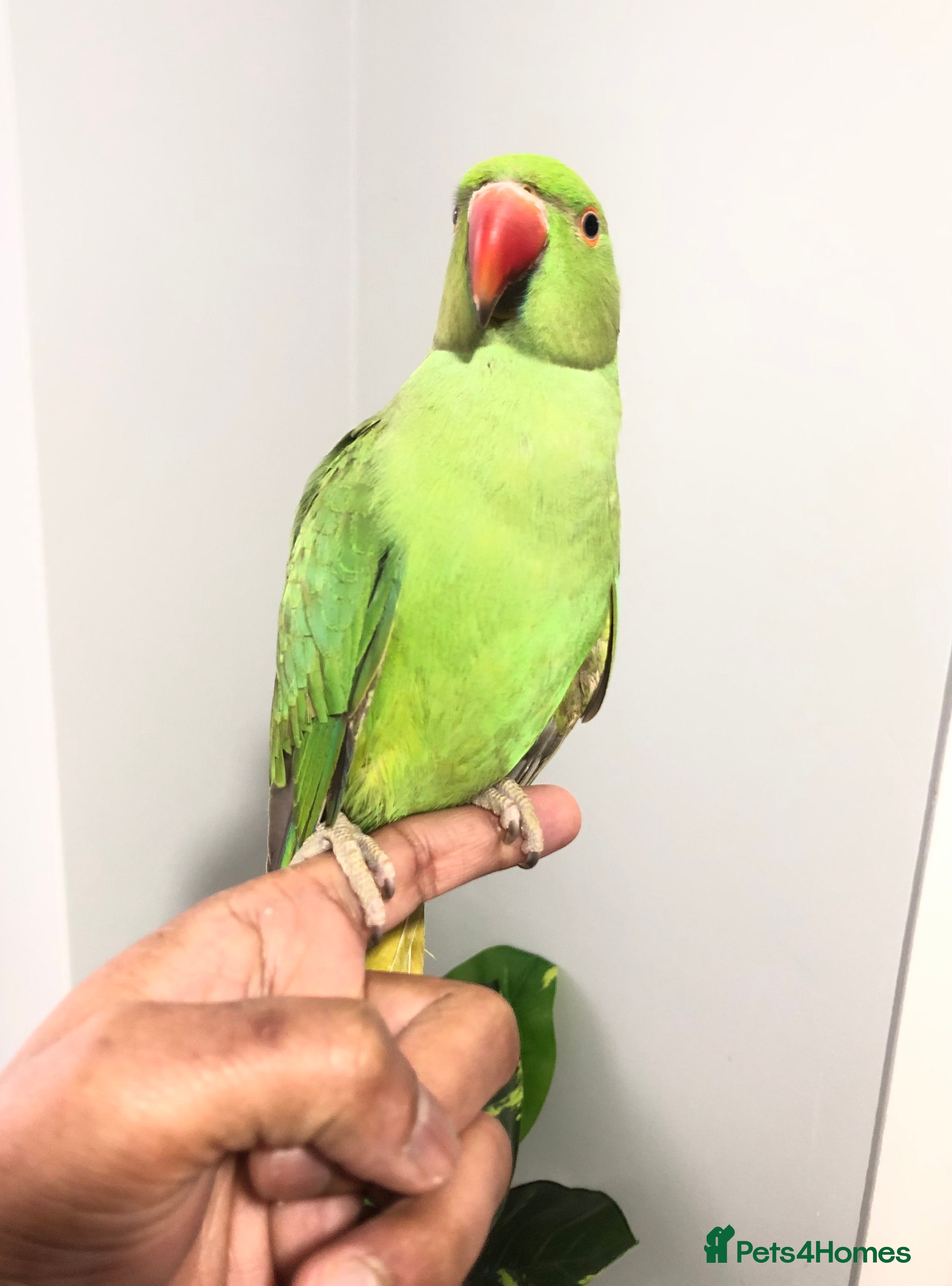 Ringnecks birds Beautiful hand tamed ringneck parrots for sale. - Advert 1