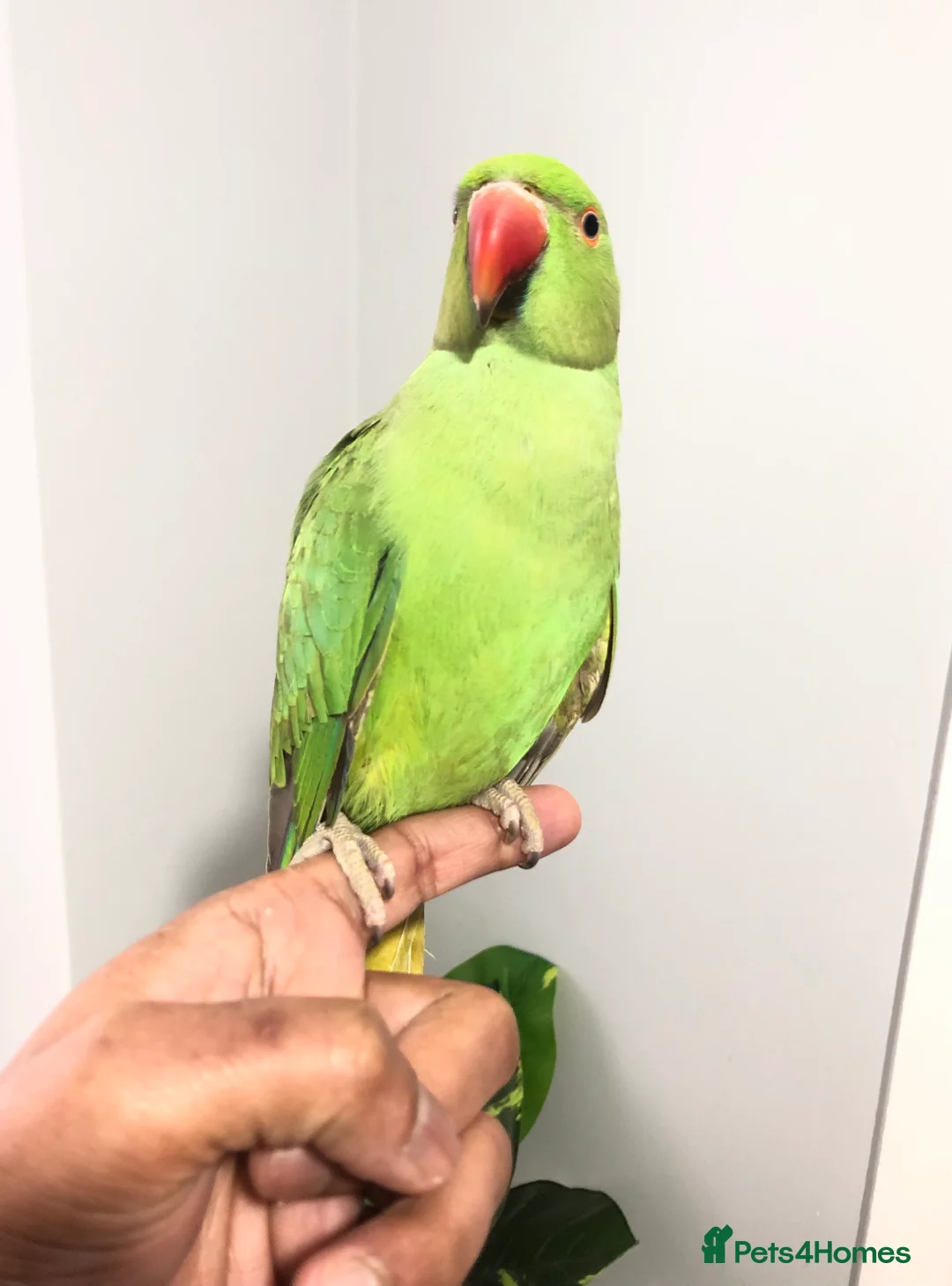 Ringnecks birds for sale: Beautiful hand tamed ringneck parrots for sale. - Advert 1