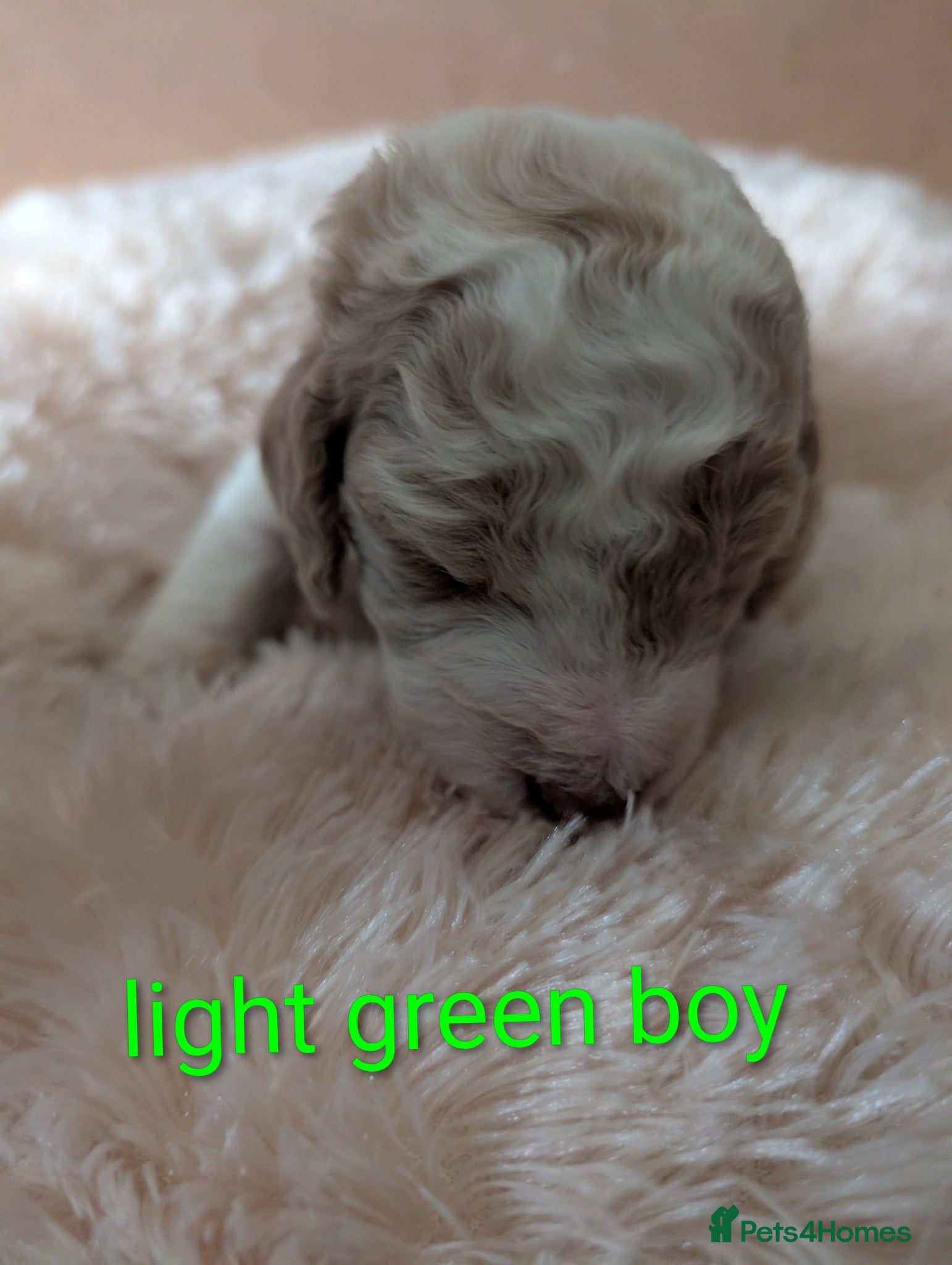 Standard Poodle dogs Viewing now, don't miss out.  - Advert 6