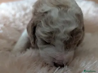 Standard Poodle dogs Viewing now, don't miss out. - Advert 6