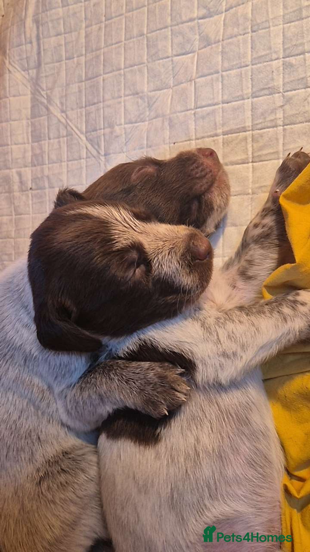 Mixed Breed dogs for sale: German Wirehaired Pointer x Springer Spaniel Pups - Advert 1