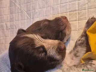 Mixed Breed dogs German Wirehaired Pointer x Springer Spaniel Pups - Advert 17
