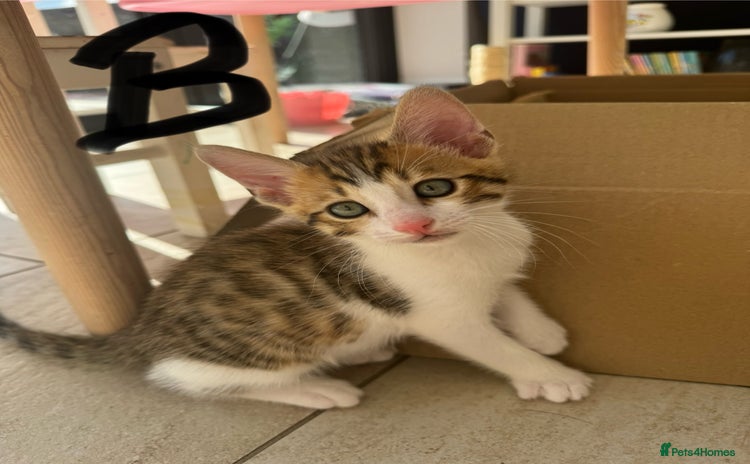 Bengal cats - Advert 2