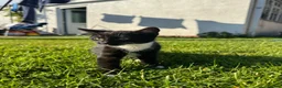 Mixed Breed cats for sale: Female kitten ready to go  - Advert 2