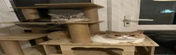 British Shorthair cats for sale: Bread & Honey - Advert 4