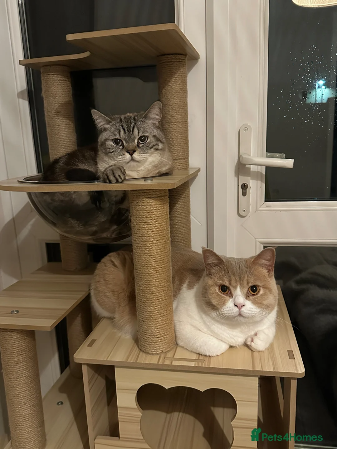 British Shorthair cats for sale: Bread & Honey - Advert 4