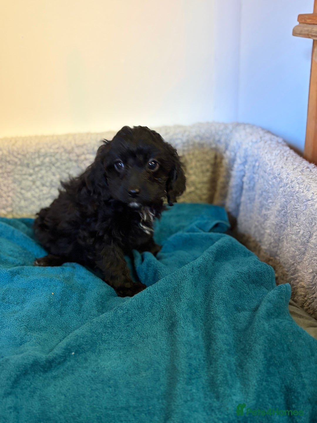 Cavapoo dogs for sale: F1 cavapoo  - Advert 14