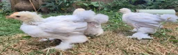 Chickens poultry for sale: Trio of Porcelain Pekin Bantams  - Advert 2