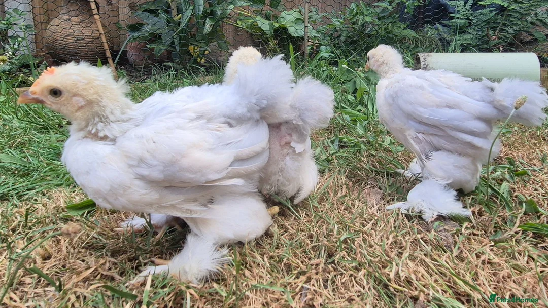 Chickens poultry for sale: Trio of Porcelain Pekin Bantams  - Advert 2