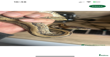Python Snake reptiles - Advert 3