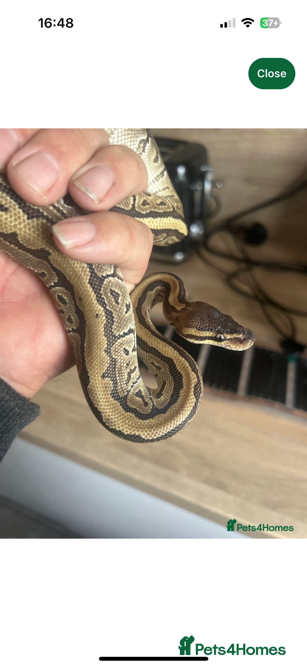 Python Snake reptiles for sale: Ball python for sale  - Image 2