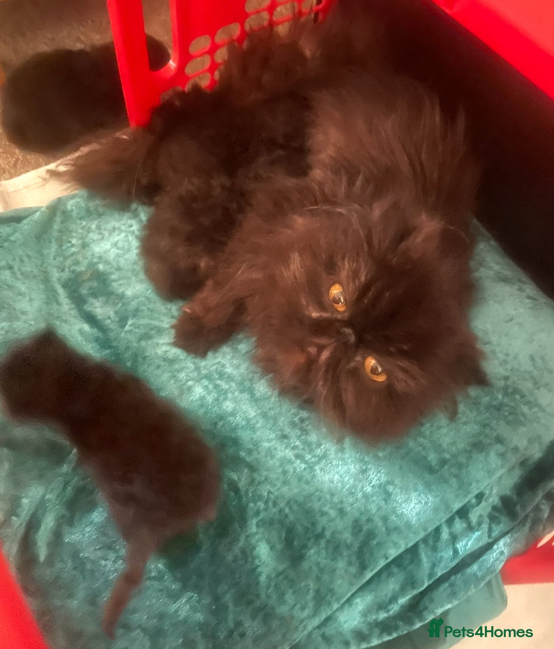 Persian cats for sale: REDUCED Champion Line Black Persians.  - Image 8