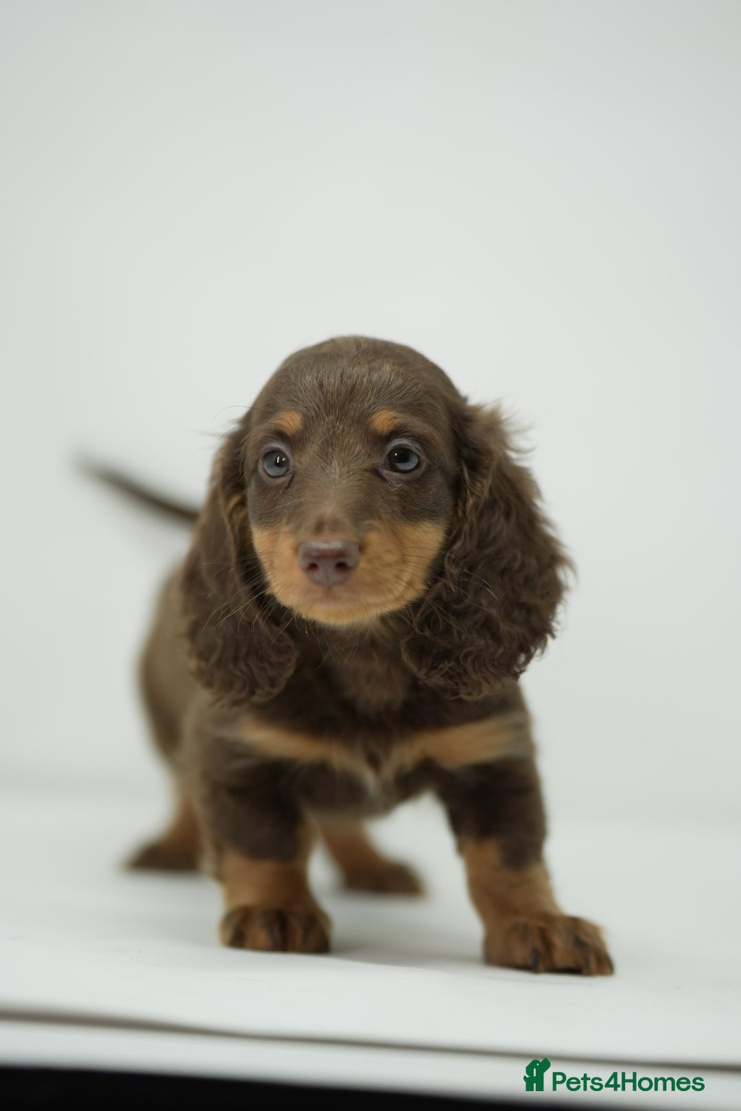 Dachshund dogs for sale: Long haired miniature dachshunds  - Image 8