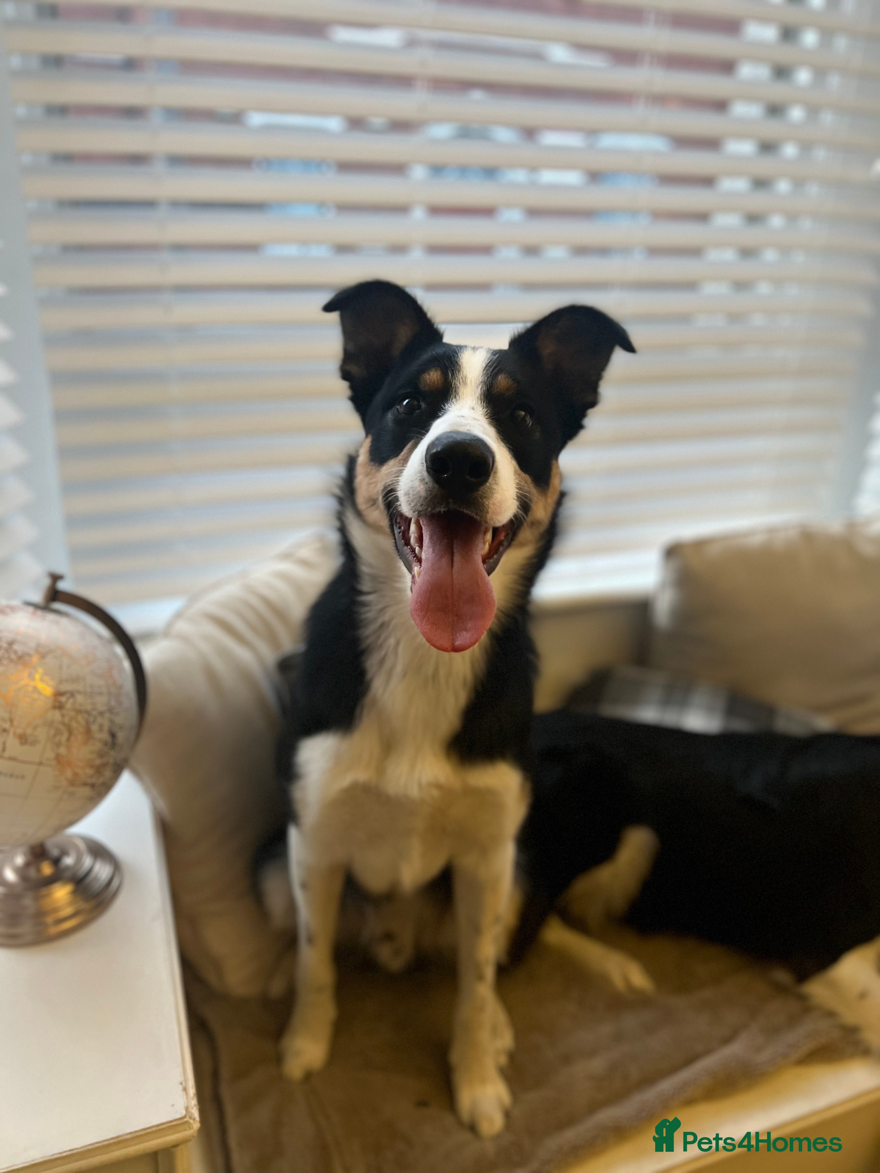 Border Collie dogs Border Collie Male Age 4 - Advert 1