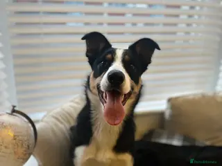 Border Collie dogs Border Collie Male Age 4 - Advert 1