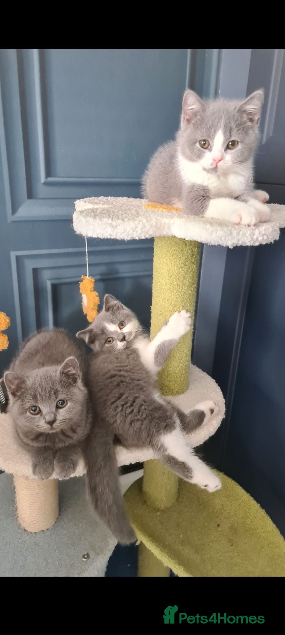 British Shorthair cats *READY NOW* British shorthair kittens  - Advert 17