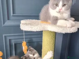 British Shorthair cats *READY NOW* British shorthair kittens - Advert 17