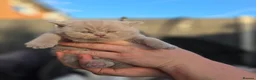 British Shorthair cats for sale: BEAUTIFUL BRITISH SHORTHAIR KITTENS  - Advert 18