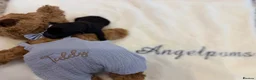 Toy Poodle dogs for sale: Asian x toy poodle  - Advert 9