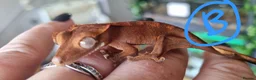 Gecko reptiles for sale: Crested gecko babies for sale  - Advert 4