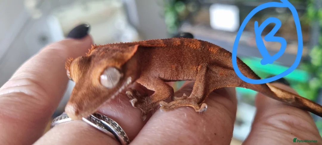 Gecko reptiles for sale: Crested gecko babies for sale  - Advert 4