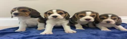 Beagle dogs for sale: Chunky friendly beagles  - Advert 35