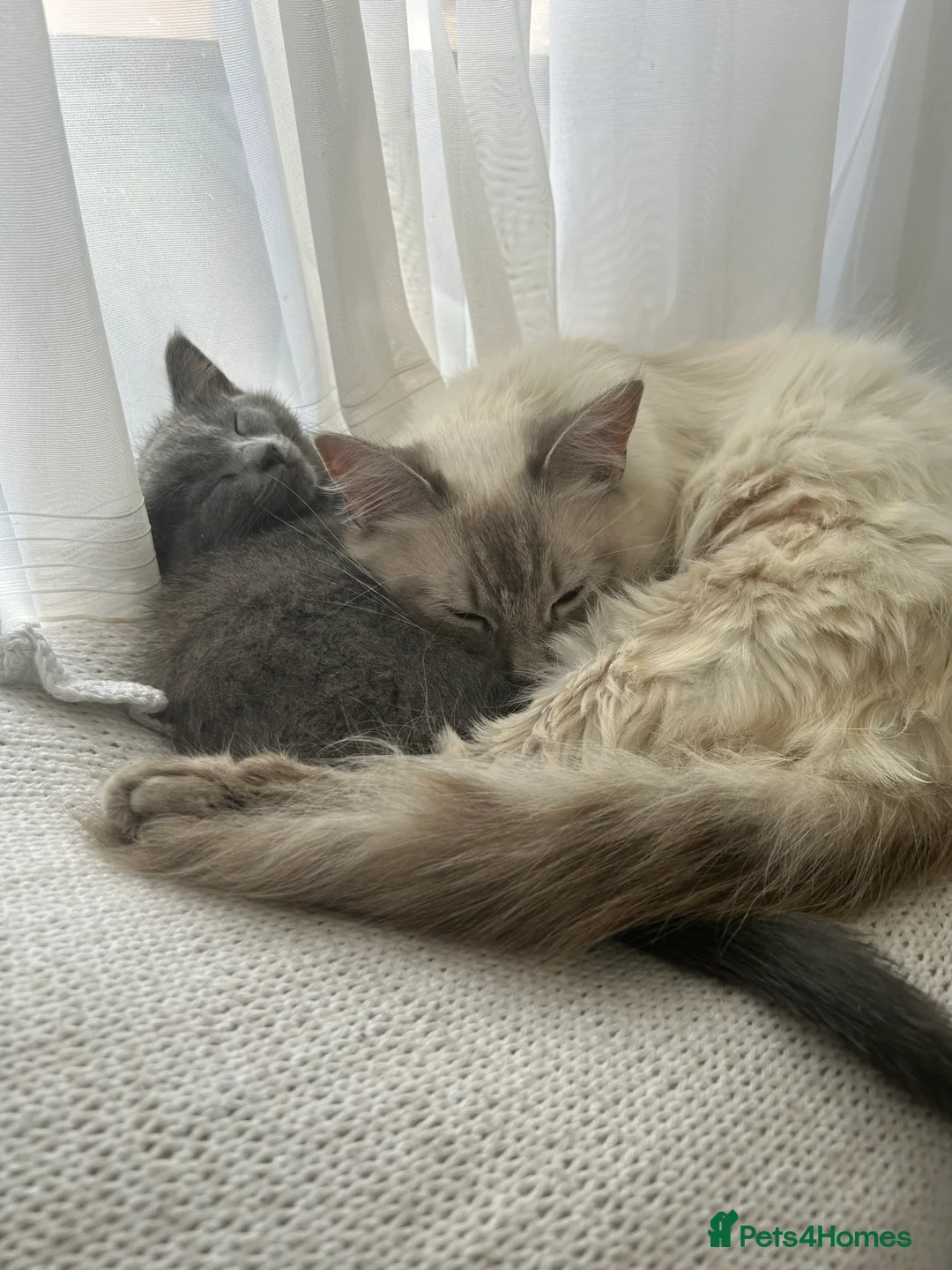 Turkish Angora cats for sale: Last fluffy angora girl - Advert 2