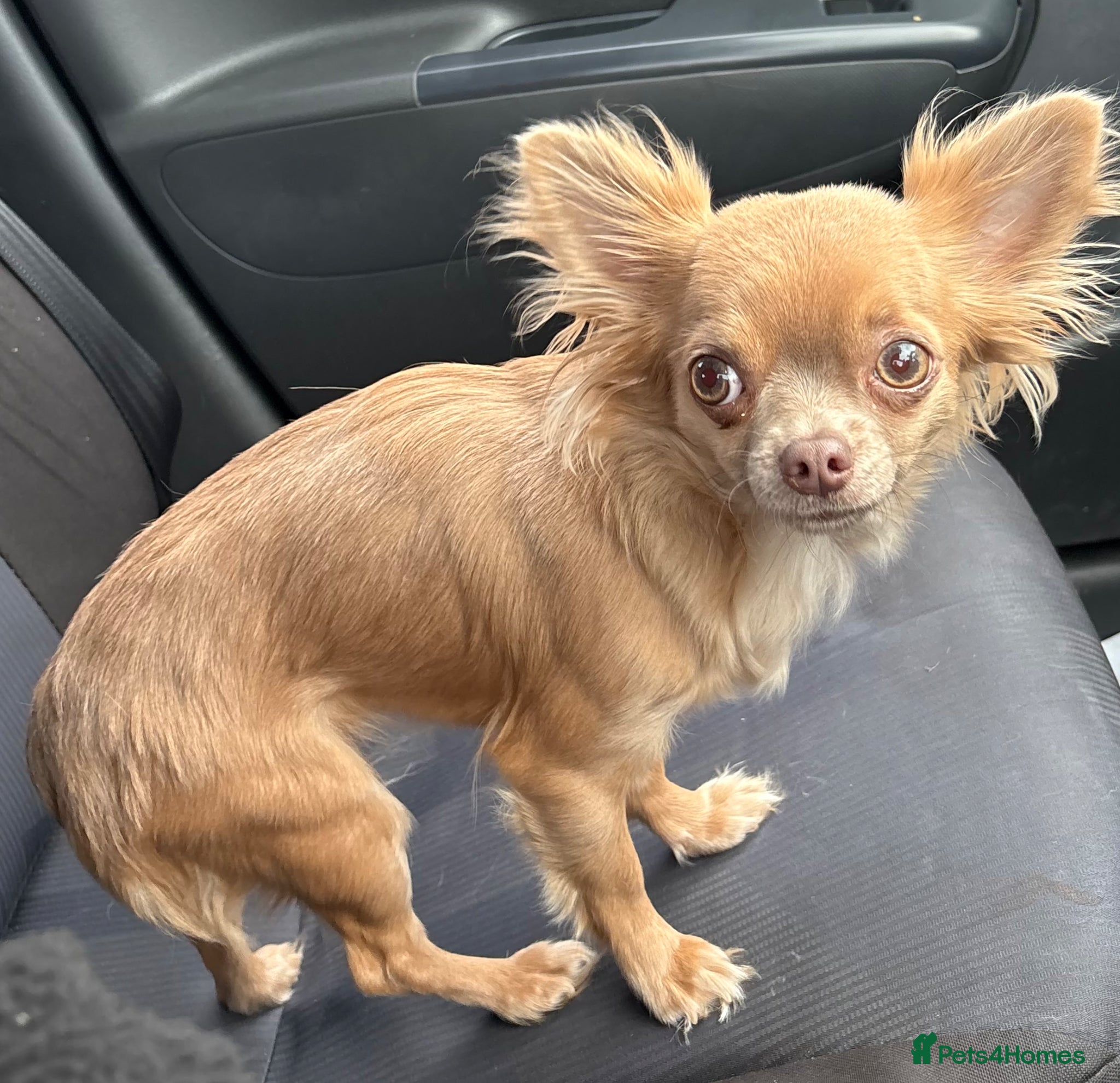 Chihuahua dogs for sale: HONEY THE TINY MOST FRIENDLY CHIHUAHUA - Advert 3